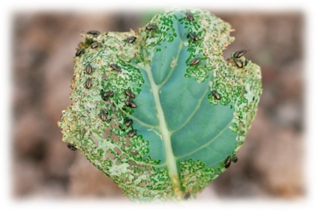 �������: ���� 1. ������������� ������. 