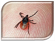 ��������������� �����������